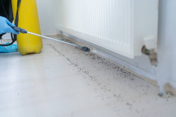 Wasp Removal Services in Greenbriar, FL